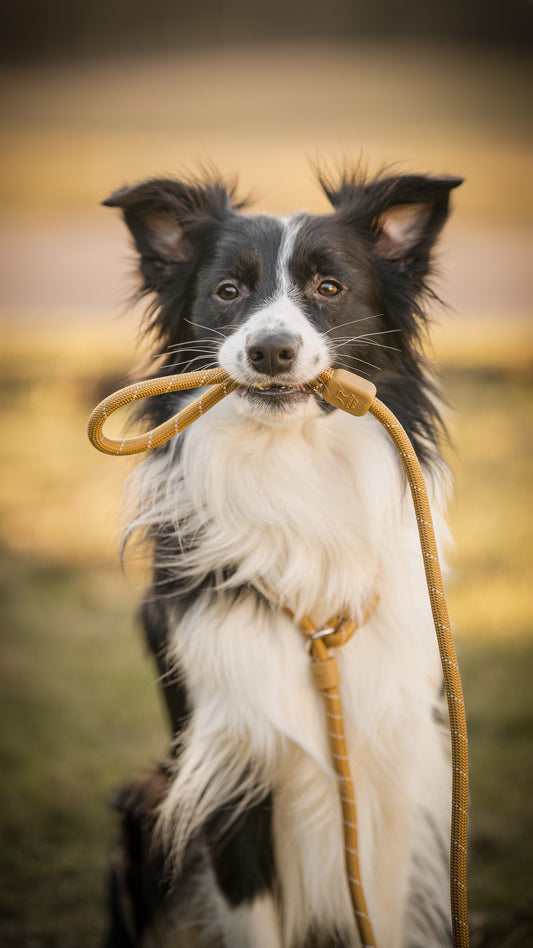 Hund bærer woodbrown retriever line fra woolly wolf og har håndtaget i munden. 