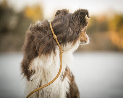 Hund sidder med rerieverline i woodbrown og kigger væk.