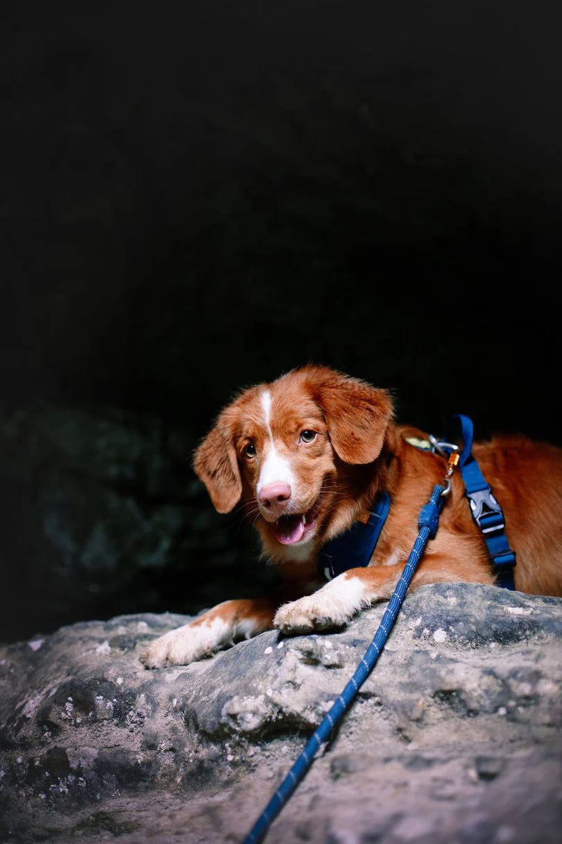 Hund ligger med deepteal hundesnor som er inspireret af klatrereb.