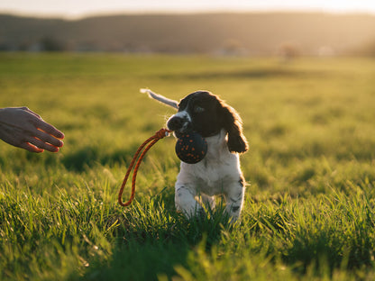 Hvalp løber i græs med Dog Ball on Rope i munden