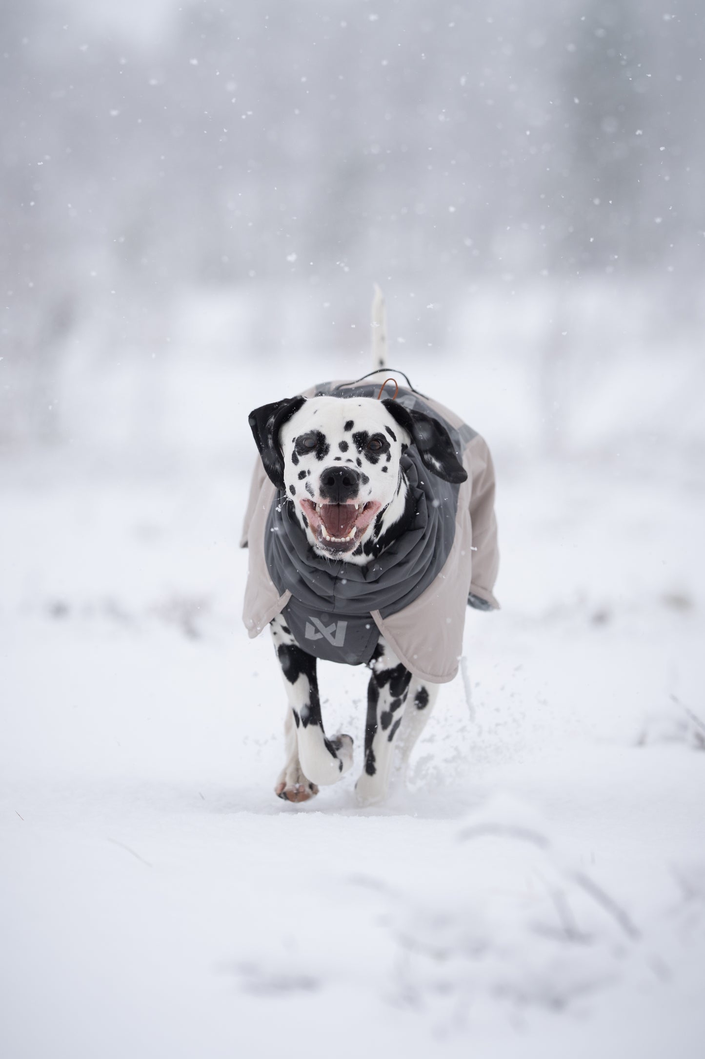 Glacier Wool Jacket 3.0 –  vinterjakke til aktive hunde