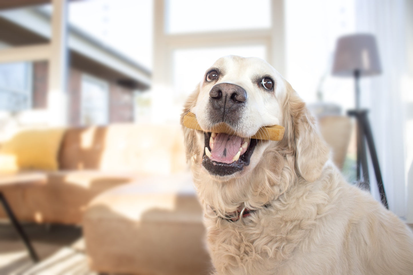 Yaki tyggeben - flere størrelser