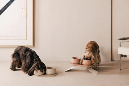 Hund med lange ører spiser af Long Ears Bowl fra Pino – holder ørene tørre under måltidet