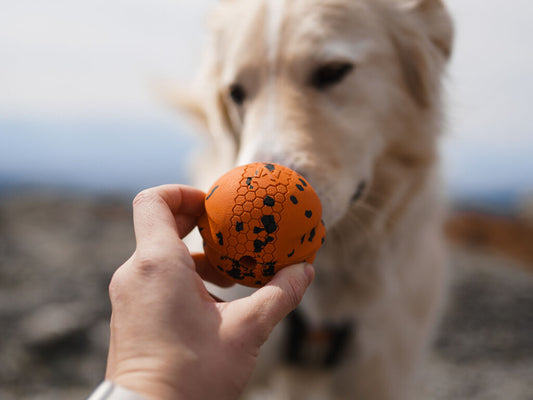 Hund snuser til Non-stop Dogwear Dog Ball – hånd holder bolden