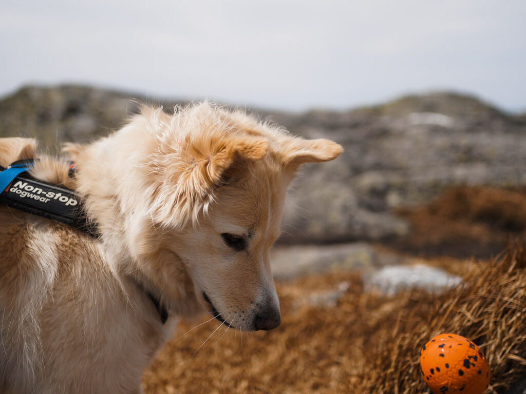 Hund kigger fokuseret på bold fra Non-stop Dogwear i naturen