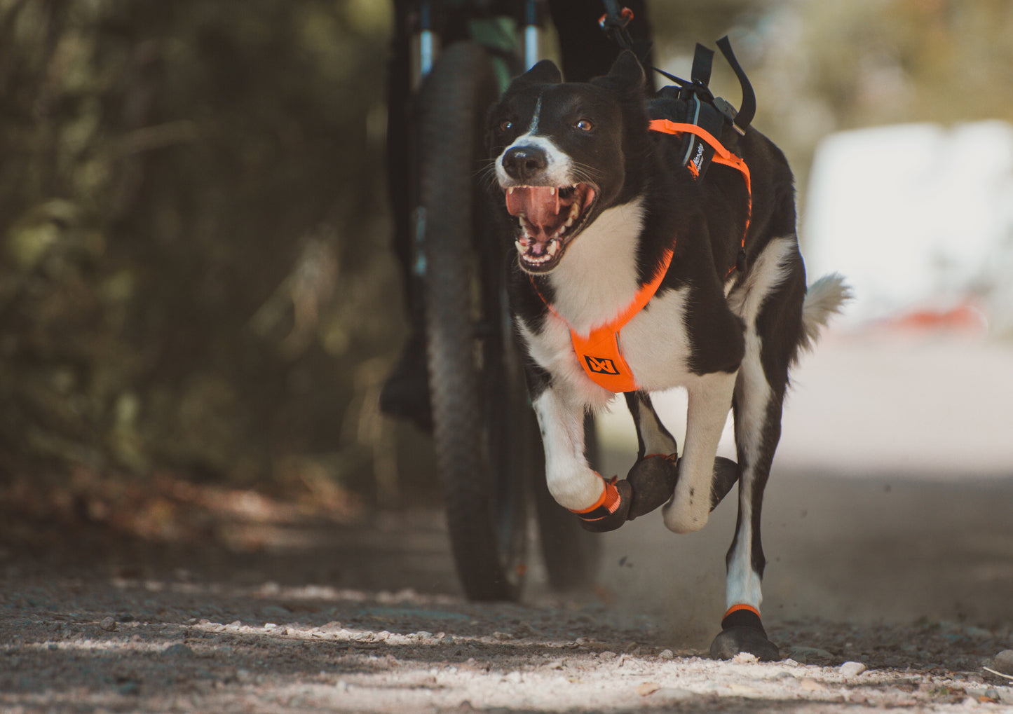 Non-Stop Sele Fremotion 5.0 - løbesele til hund