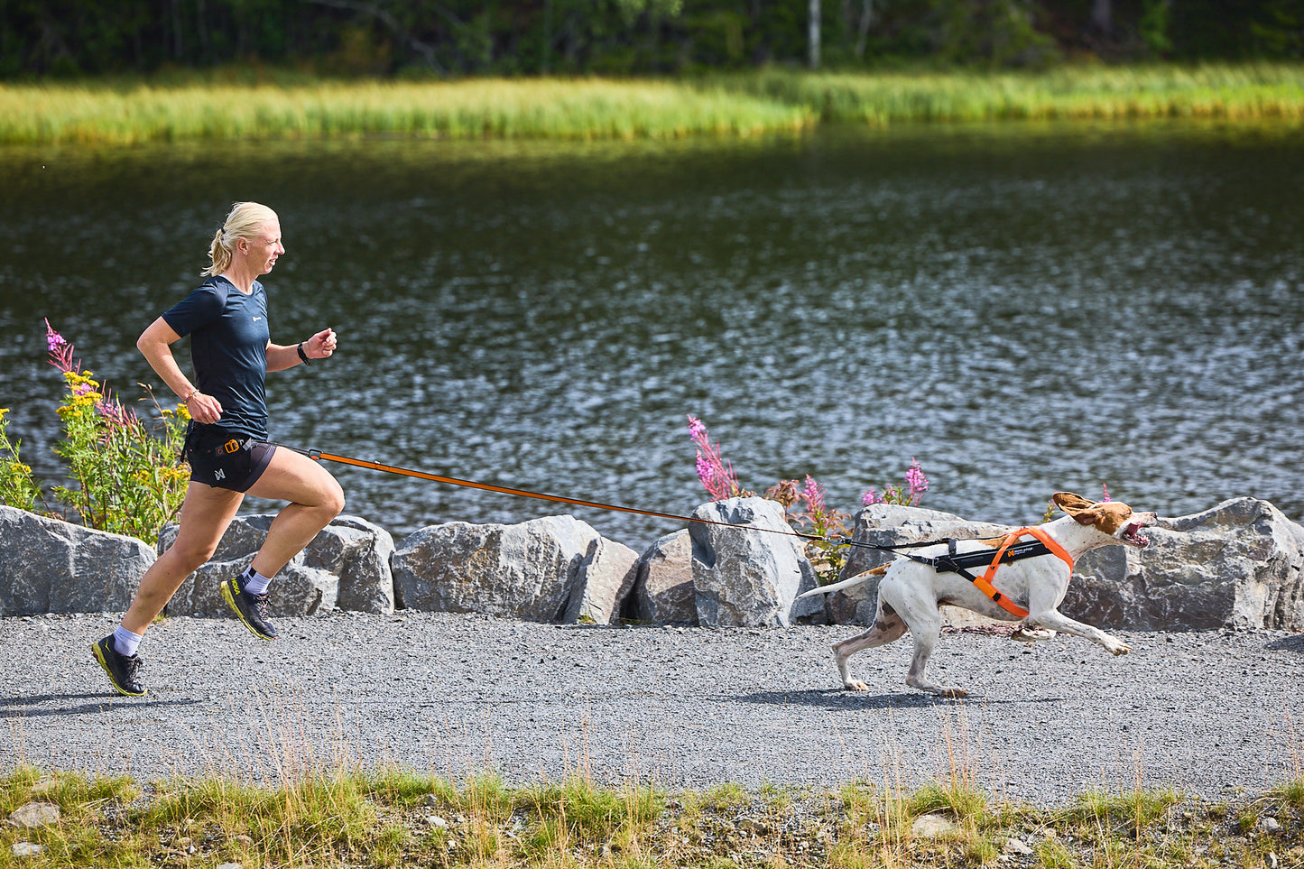 Non-Stop Sele Fremotion 5.0 - løbesele til hund