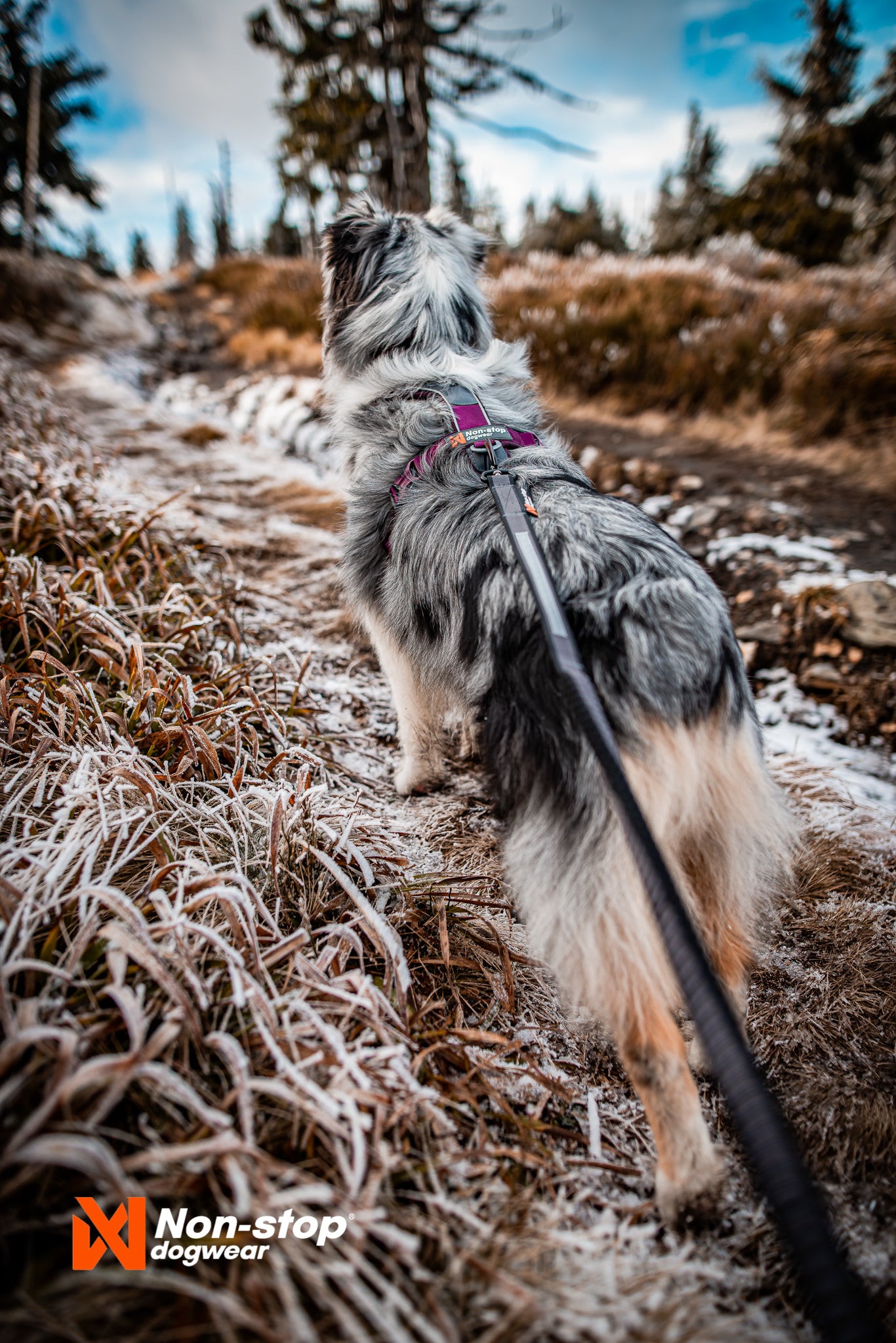 Line harness 5.0 - hundesele