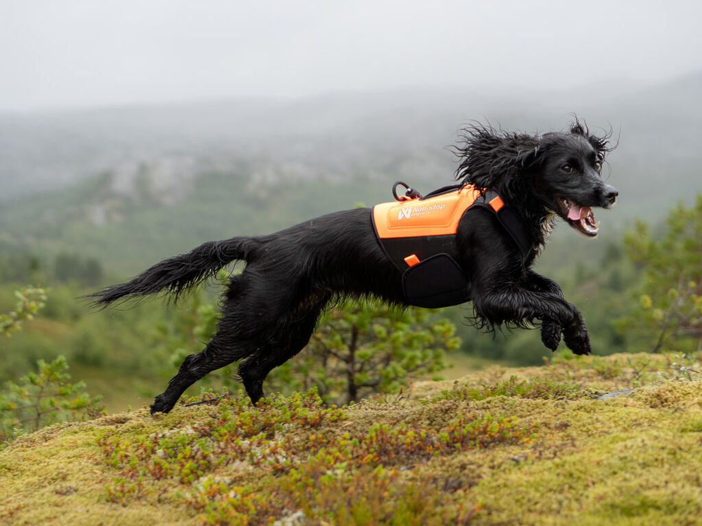 Protector neoprene vest -  Non-stop Dogwear