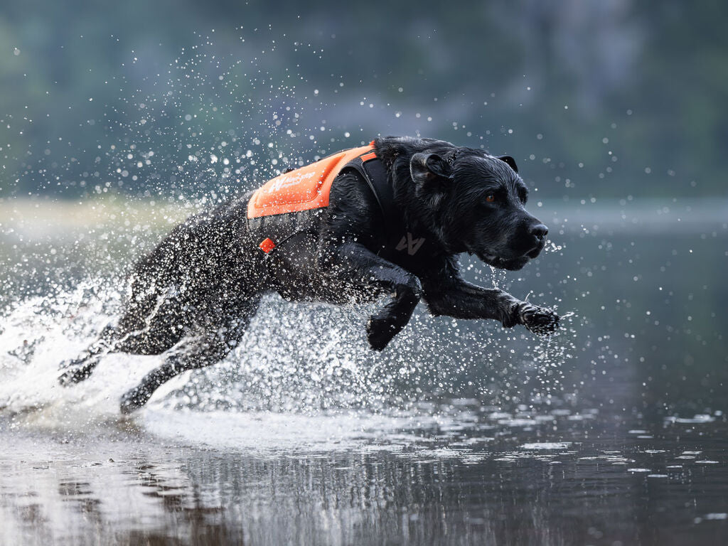 Protector neoprene vest -  Non-stop Dogwear