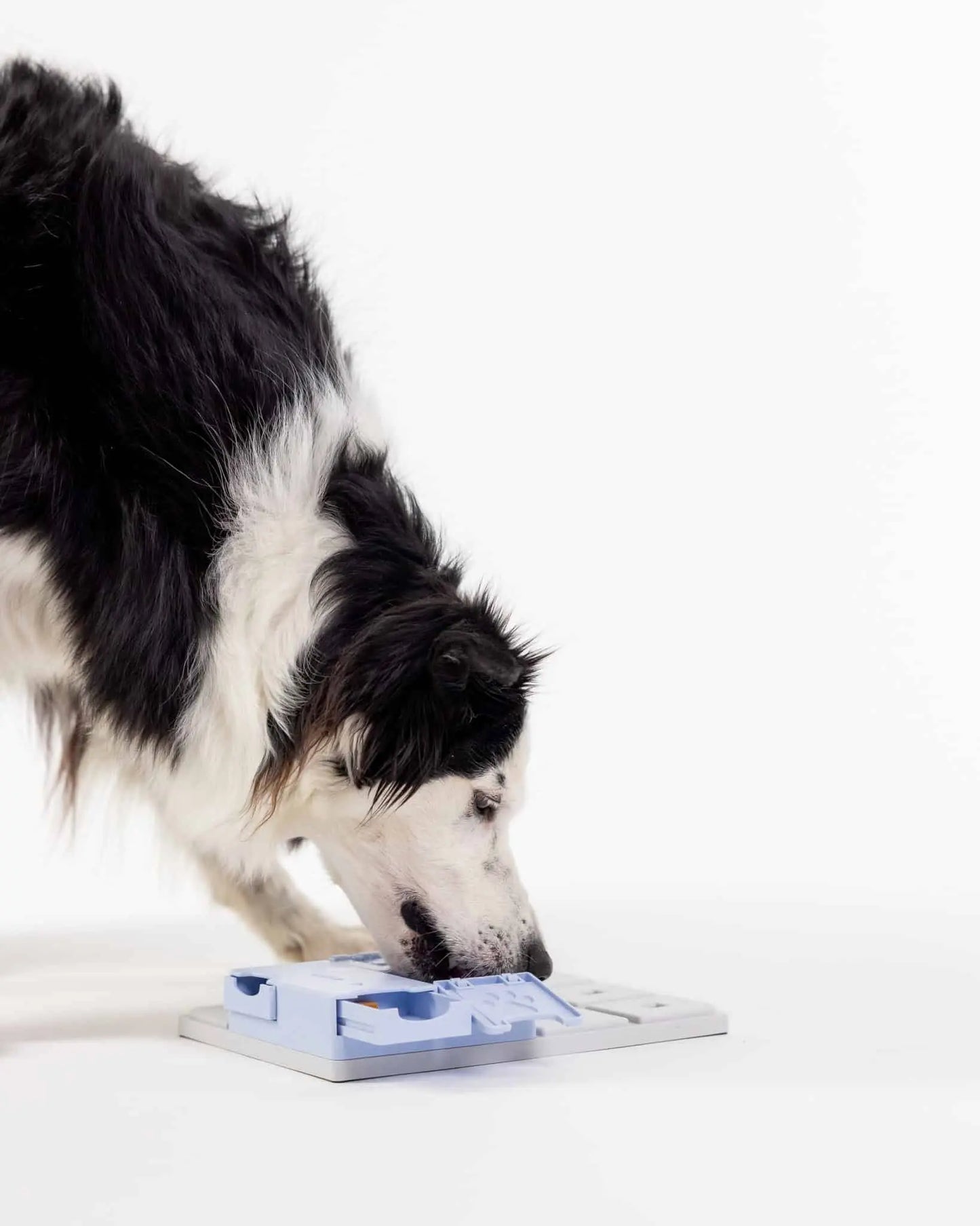 Hund løser Pawzler Bunny som en del af et modulopbygget hundepuslespil.