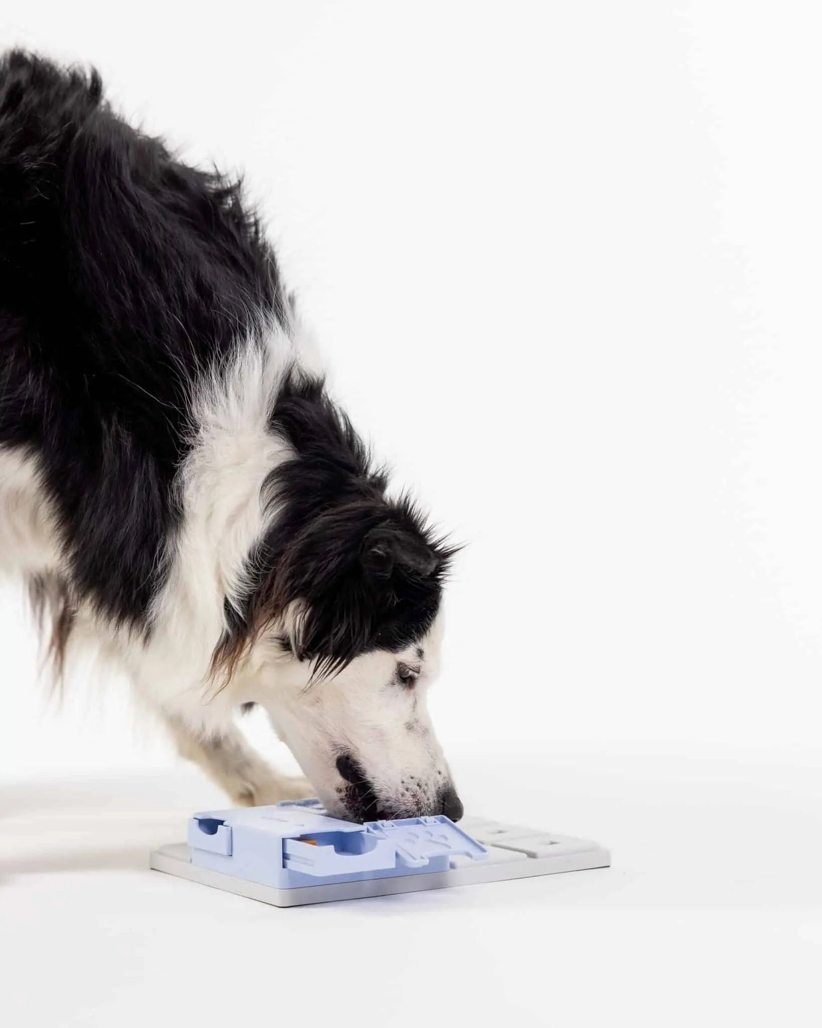 Hund løser Pawzler Bunny som en del af et modulopbygget hundepuslespil.