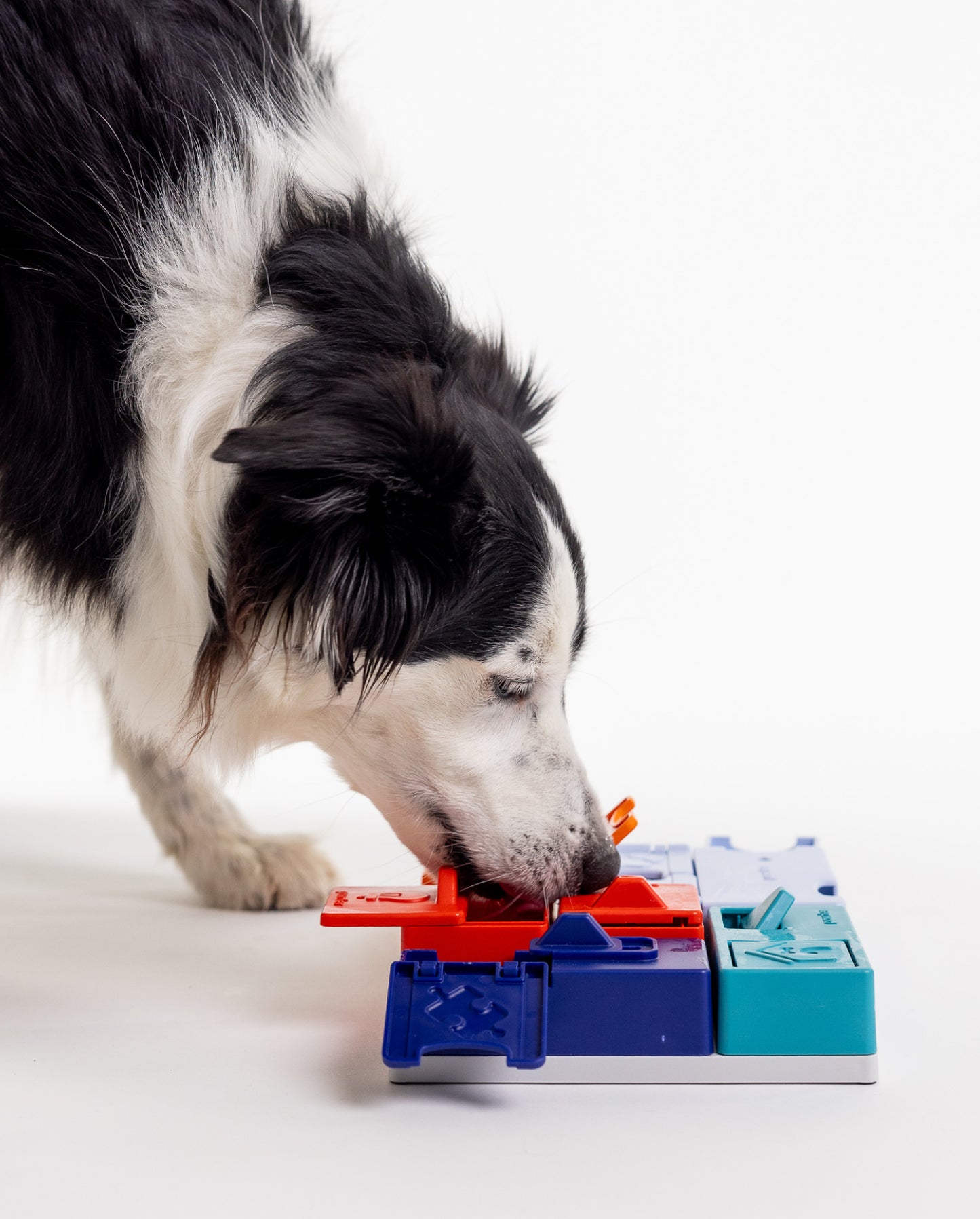 Pawzler Genius-sæt hund bruger snude til skubbe låget for at finde de gemte godbidder i aktiveringslegetøjet. 