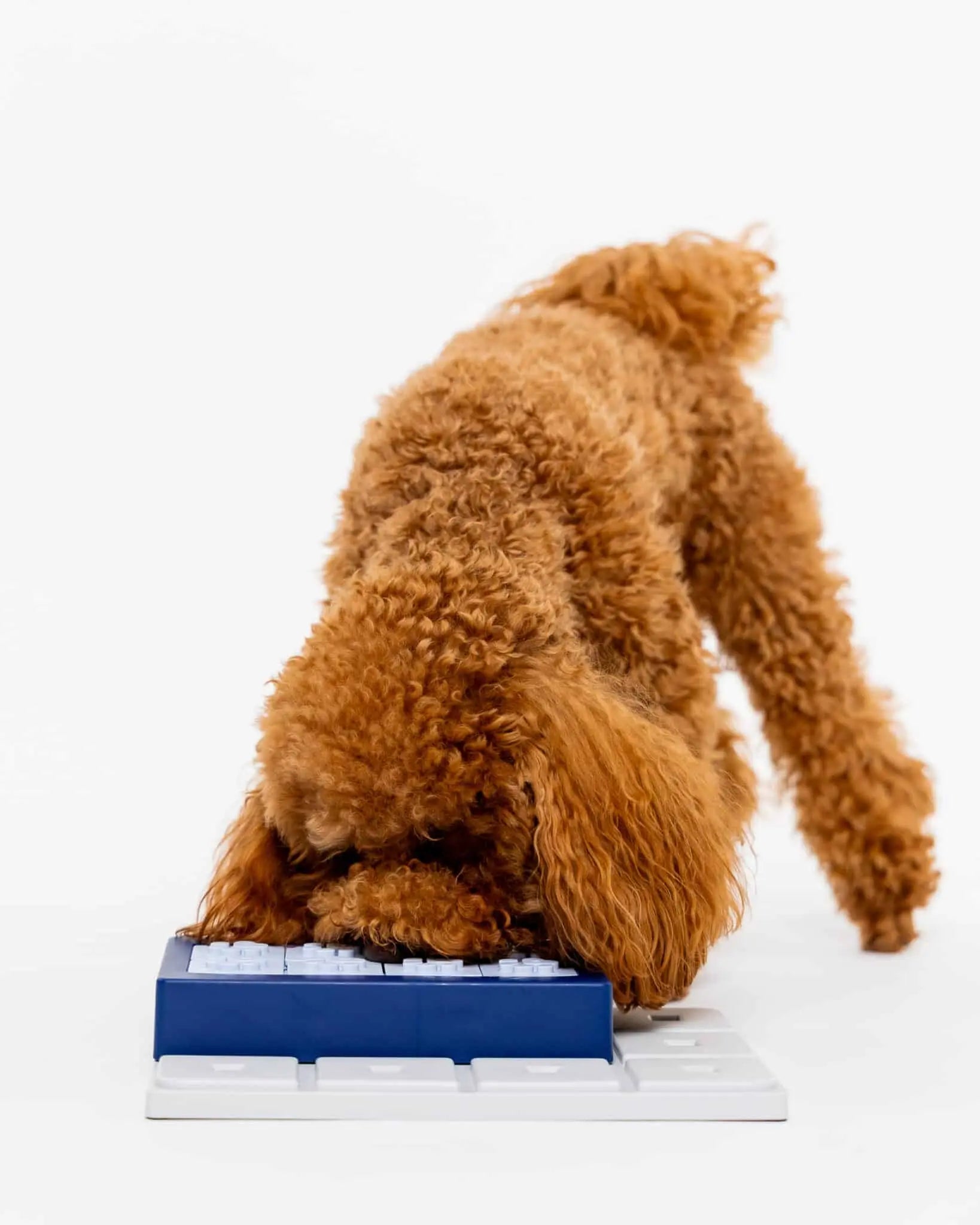 Hund bruger Pawzler Louvre som en del af et modulopbygget hundepuslespil.