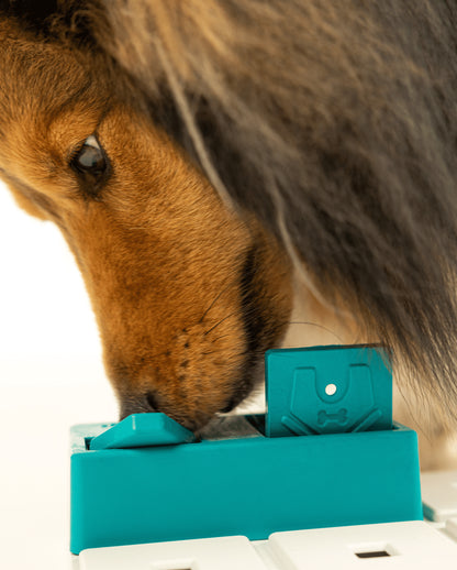 Hund bruger Pawzler Nai-modulet for at finde skjulte godbidder.