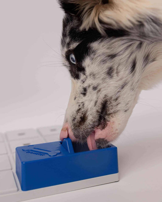 Hund bruger Pawzler Onix-modulet for at finde skjulte godbidder.