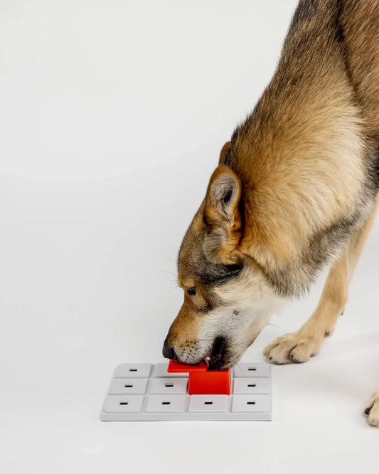 Hund skubber låget på Pawzler Peach for at finde den skjulte godbid.