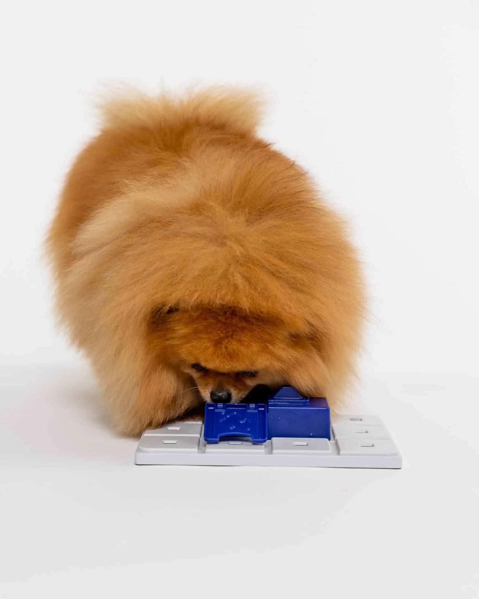 Hund bruger Pawzler Sela som en del af et modulopbygget hundepuslespil.