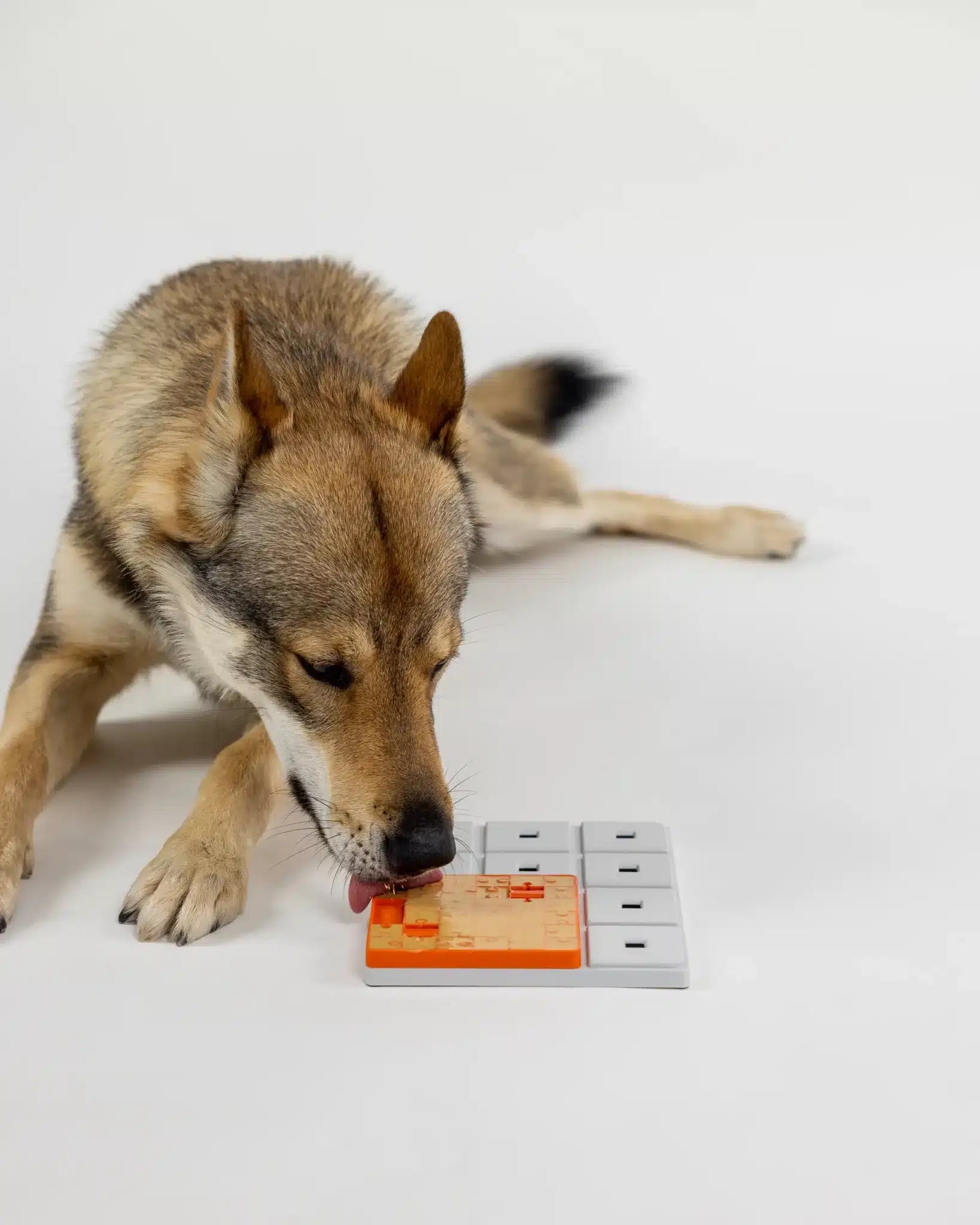 Hund bruger Pawzler Terra-modulet til at finde skjulte godbidder.