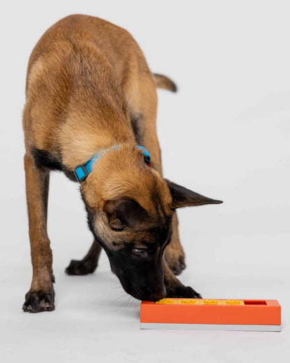 Hund bruger Pawzler Zhu-modulet til at finde en gemt godbid.