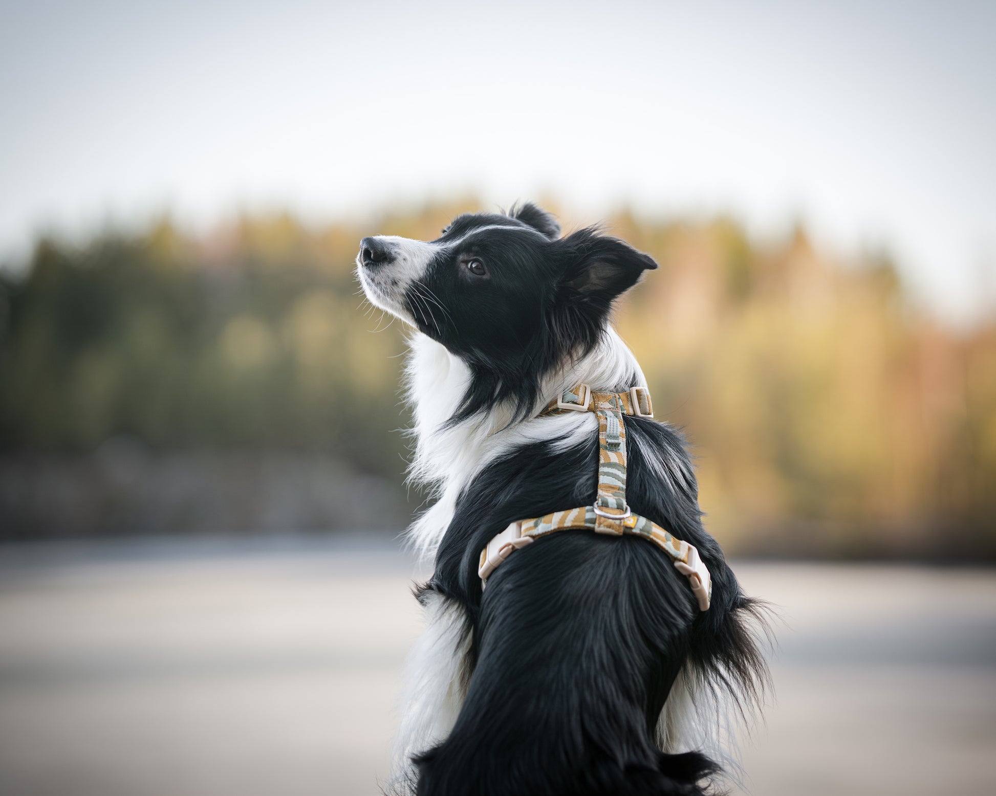 Hund med Cloudbeam hundesele i naturen